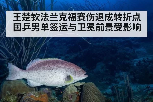王楚钦法兰克福赛伤退成转折点 国乒男单签运与卫冕前景受影响